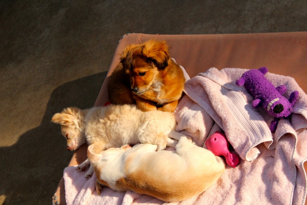 A group of puppies sunbathing. Photo by Kai Lin.