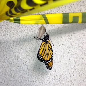 In a matter of weeks, a caterpillar that anchored its chrysalis onto caution tape transformed into this young butterfly -- Photo by Fred Alvarez