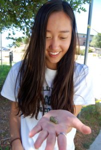 Sophomore Winnie Chang is among the students drawn to the caterpillar habitat -- Photo by Fred Alvarez