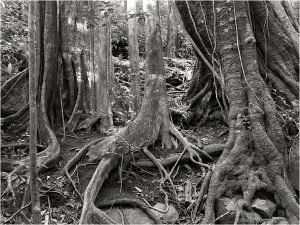 Photo Credit: Mark Raymond Mason