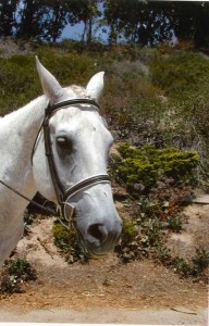 Lexi was the beloved friend of OVS alum Belle Cook -- Photo provided by Terry Wilson
