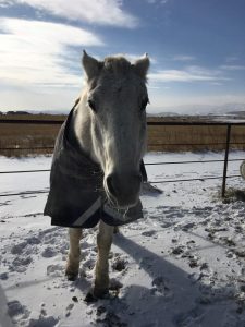Kronos, a Southern California boy, has had to get used to the Colorado cold.